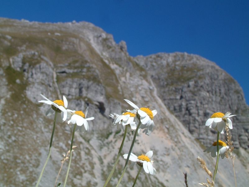 Anthemis cretica  / Camomilla montana